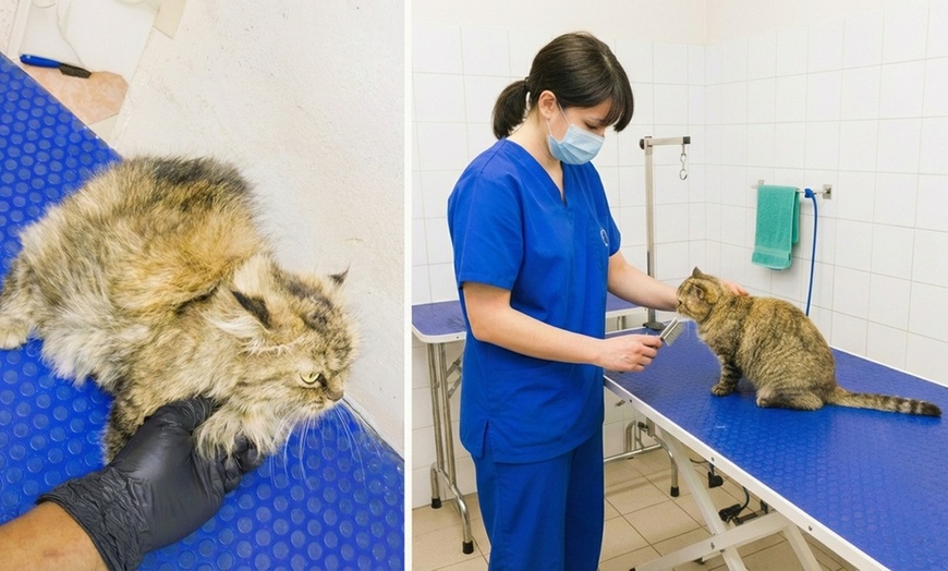 Image 3: Caring & Comprehensive Pet Grooming for Dogs & Cats of All Sizes