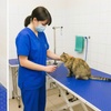 Image 3: Caring & Comprehensive Pet Grooming for Dogs & Cats of All Sizes
