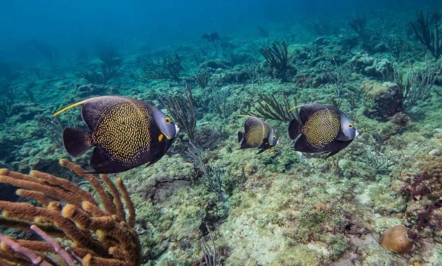 Image 8: Guided Snorkeling Adventure in Fort Lauderdale’s Crystal-Clear Waters