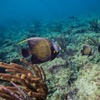 Image 8: Guided Snorkeling Adventure in Fort Lauderdale’s Crystal-Clear Waters