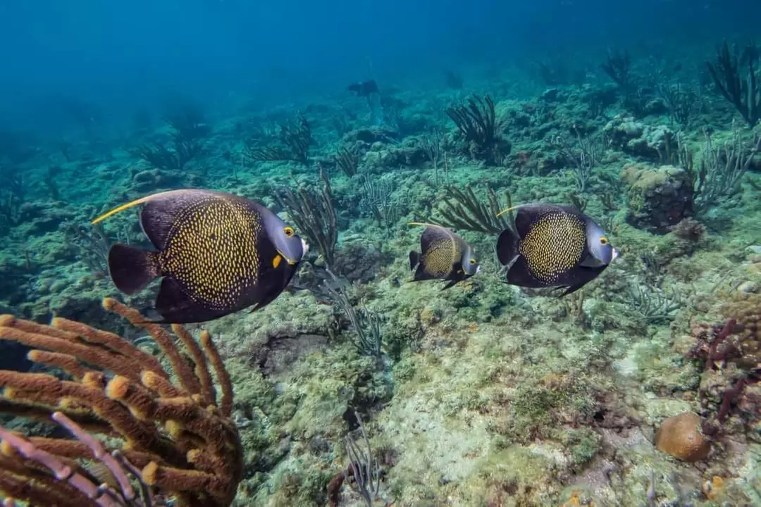 Guided Snorkeling Adventure in Fort Lauderdale’s Crystal-Clear Waters