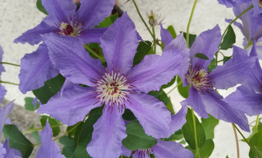 Image 8: Clematis ‘Tumaini’ - Buy 1 or 2 Potted Plants