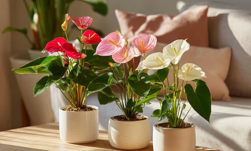 Image 2: Rootz Flamingoblume (Anthurium) 