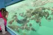 45 Minute Glass Bottom Boat Tour at Redondo Beach with Marine Animals! View Sea Lions, Birds and Marine Life! - Second Medium