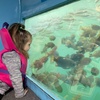 Image 2: 45 Minute Glass Bottom Boat Tour at Redondo Beach with Marine Animals!