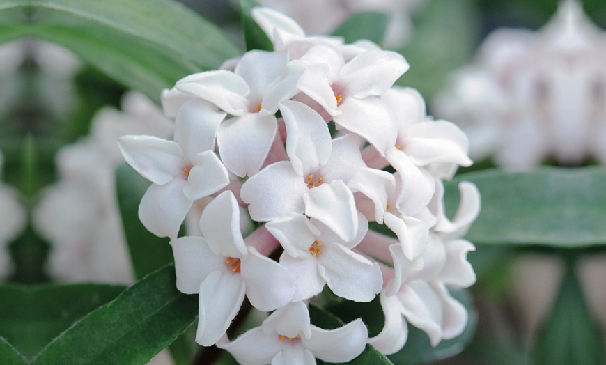 Image 4: Scented Daphne Transatlantica Fragrance - 1, 2 or 3 Potted Plants