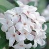 Image 4: Scented Daphne Transatlantica Fragrance - 1, 2 or 3 Potted Plants