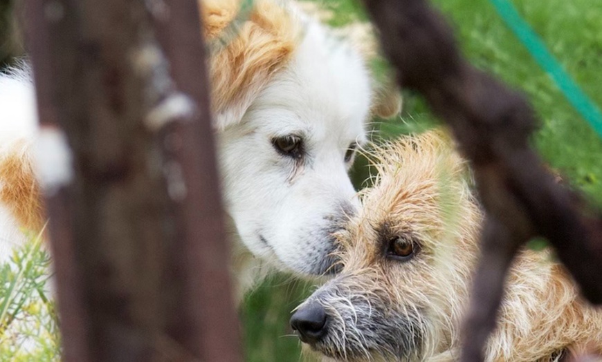 Image 4: Let Your Dog Explore with One or Five Luxury Paw-Venture Package 