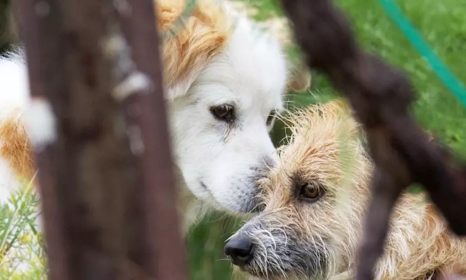 Let Your Dog Explore with One or Five Luxury Paw-Venture Package