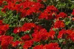 Geranium 'Best Red' - 12, 30 or 60 Plants - Image 4