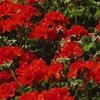 Image 4: Geranium 'Best Red' - 12, 36 or 72 Plants