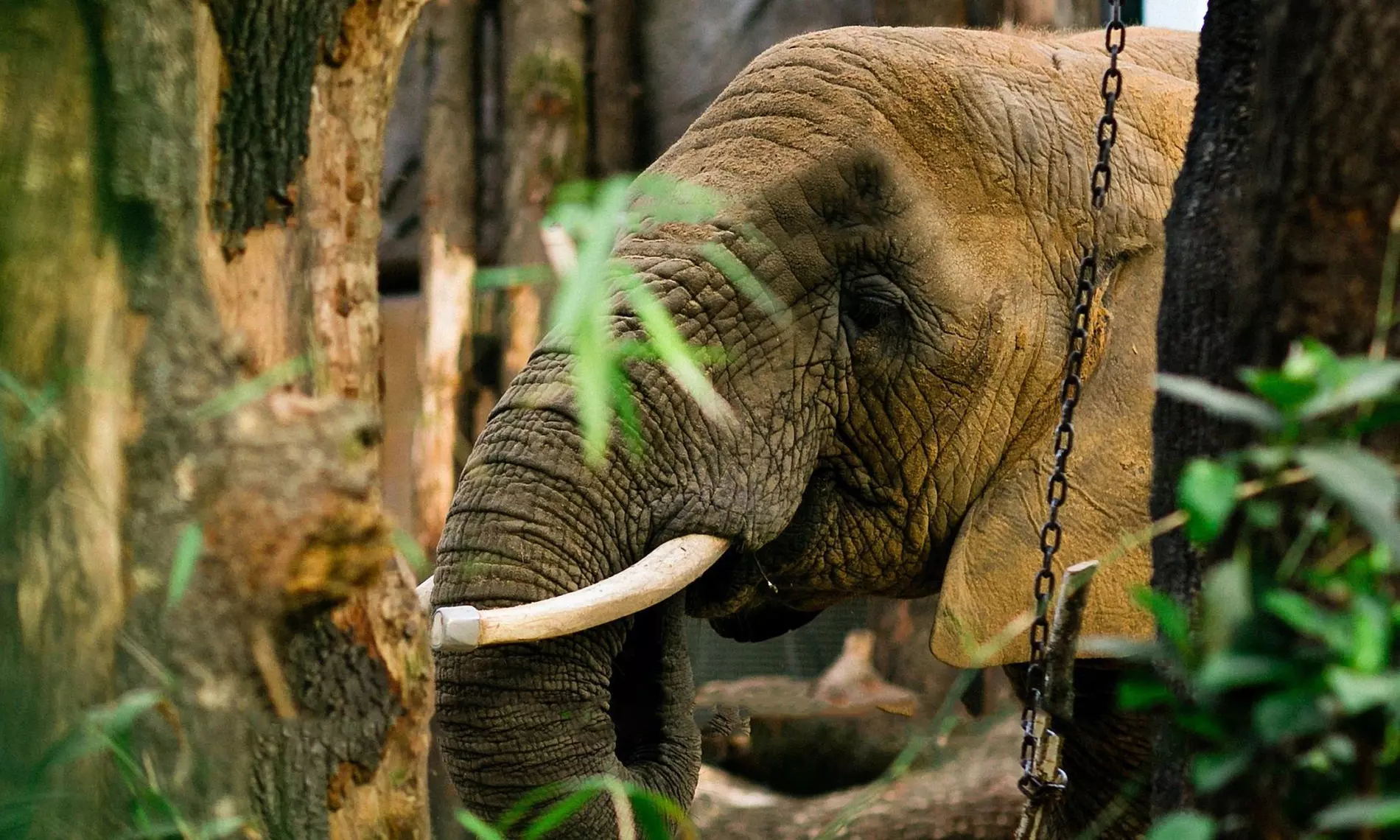 Tageskarte für 1 Erwachsenen im Zoo Dresden im Januar oder Februar '26