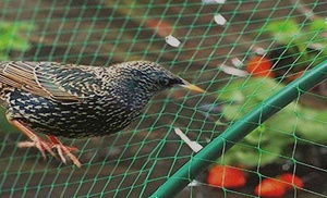 Heavy Duty Anti Bird Garden Netting for Plants, Fruit, Veg Patch, Grass Seeds, Pond Heavy Duty Anti Bird Garden Netting for Plants, Fruit, Veg Patch, Grass Seeds, Pond