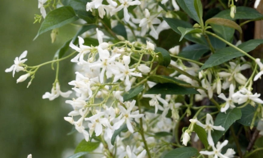 Image 2: 3 plants de jasmin toscan jaune 25-40 cm