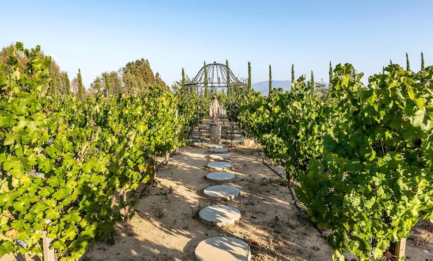 Image 11: Wine Cave Tasting Experience with Scenic Vineyard Views