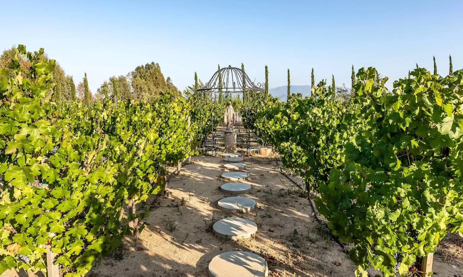 Wine Cave Tasting Experience with Scenic Vineyard Views