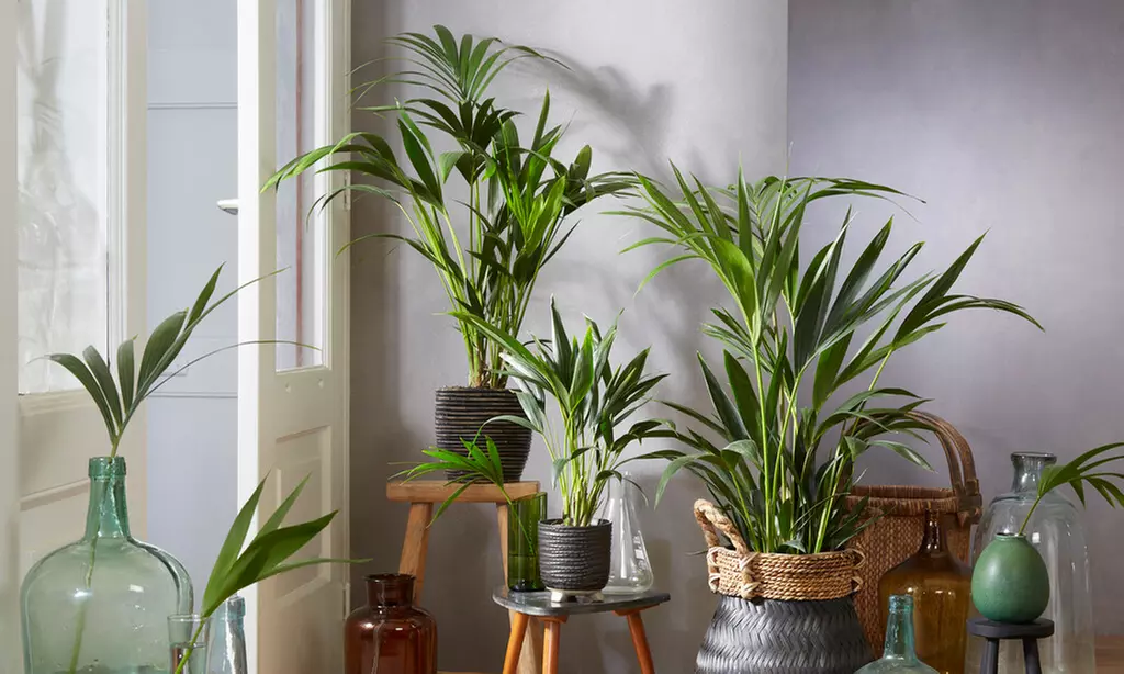 1x oder 2x luftreinigende Kentia-Palme (Howea Forsteriana)