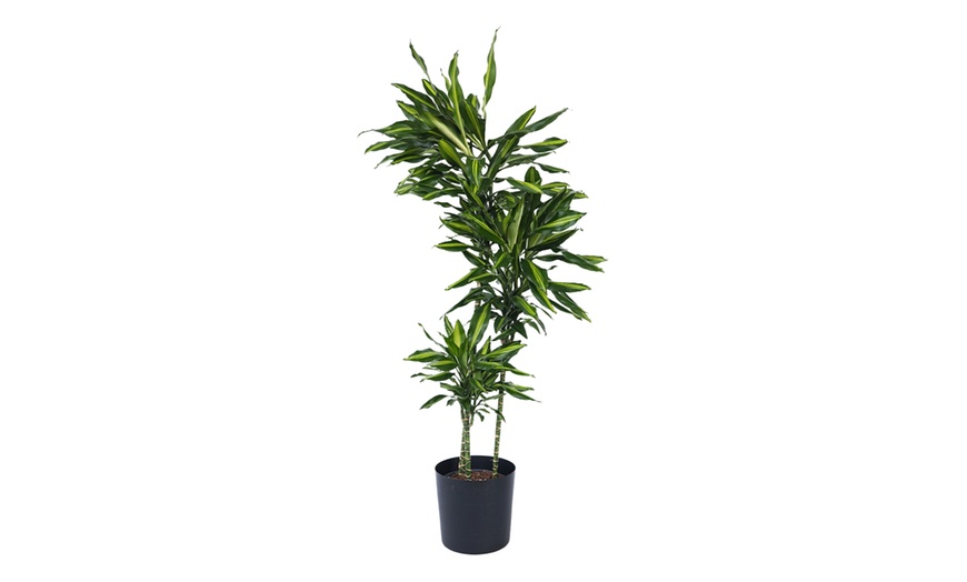 Image 5: Dracaena Cintho plant