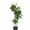 Image 5: Dracaena Cintho plant