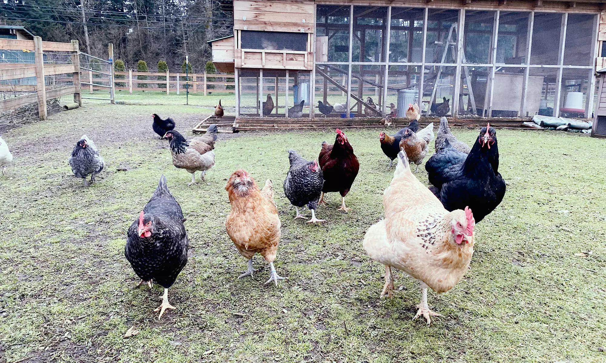 3 Toddler Tuesday Classes at Holly Farm for One or Two Children