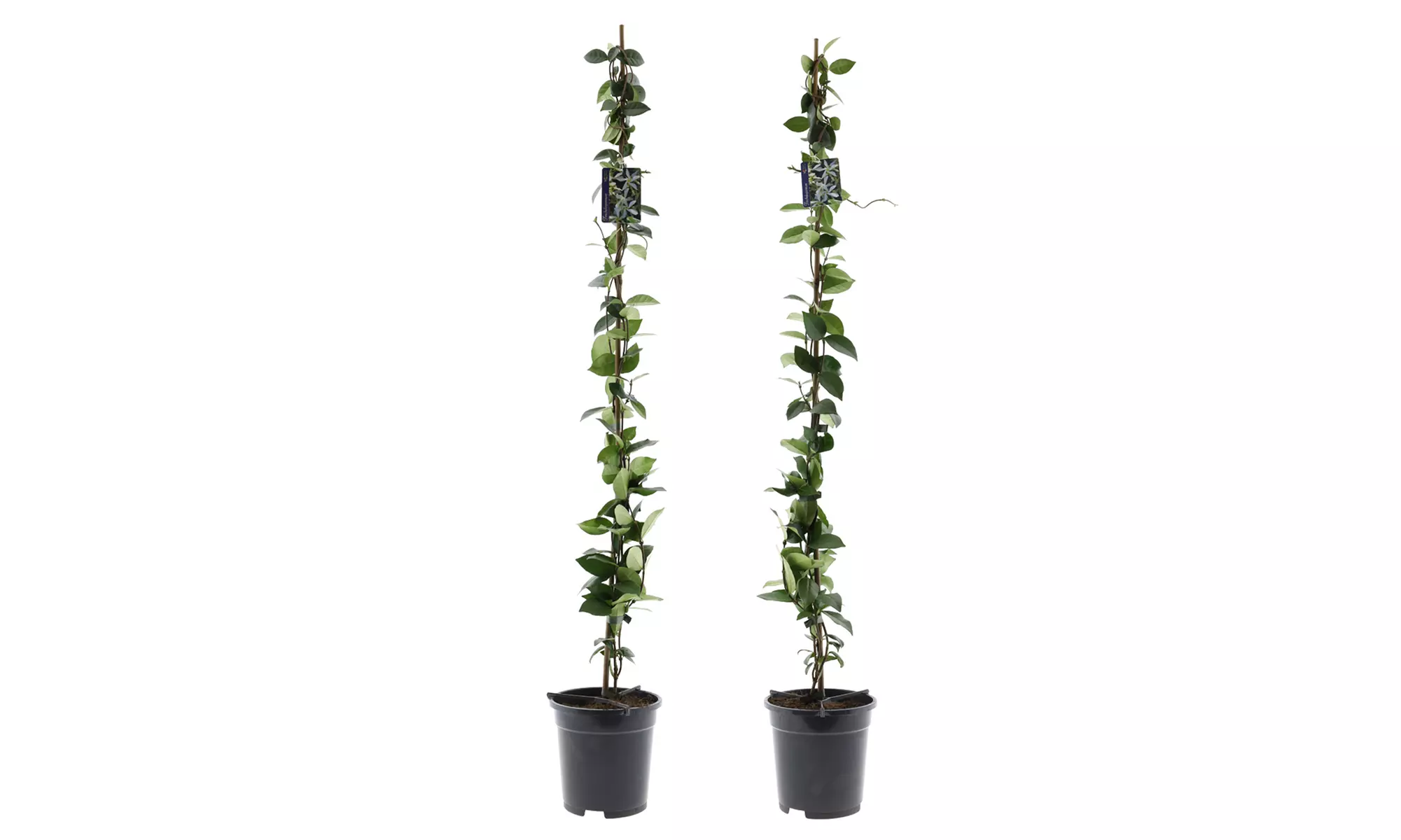 Set de 1 o 2 plantas de jazmín toscano XXL, de Gardenzo