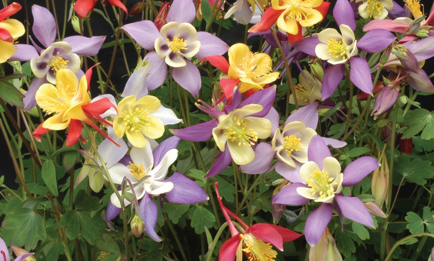 Image 9: Perennial Plug Plants Lucky Dip