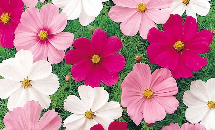 Image 2: 10 or 20 Cosmos Sonata Mixed Plants