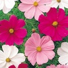Image 2: 10 or 20 Cosmos Sonata Mixed Plants