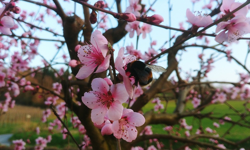 Image 7: 3x XXL-Obstbäume