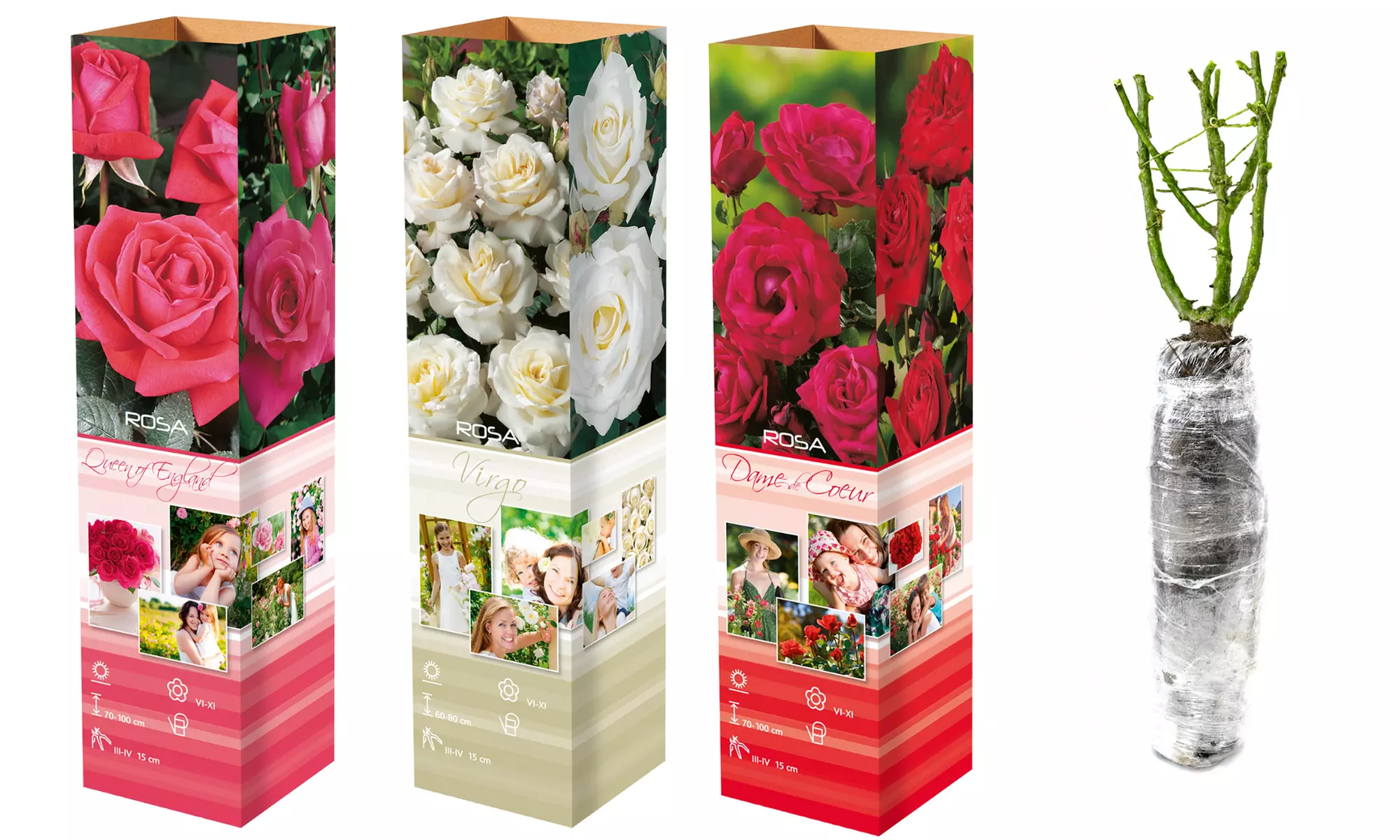 3er- oder 6er-Set Rosen