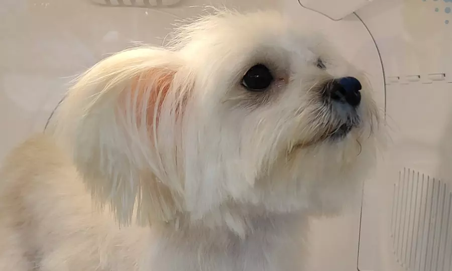 Dental Care for Cats or Dogs