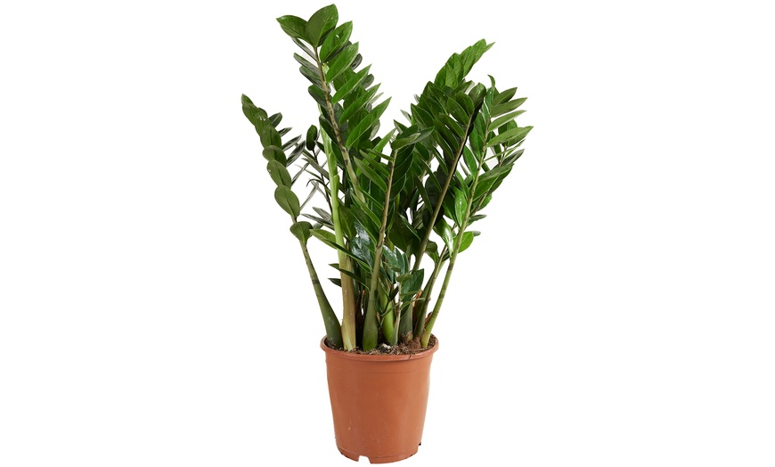 Image 7: Plant de Zamioculcas Zamiifolia