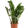 Image 7: Plant de Zamioculcas Zamiifolia