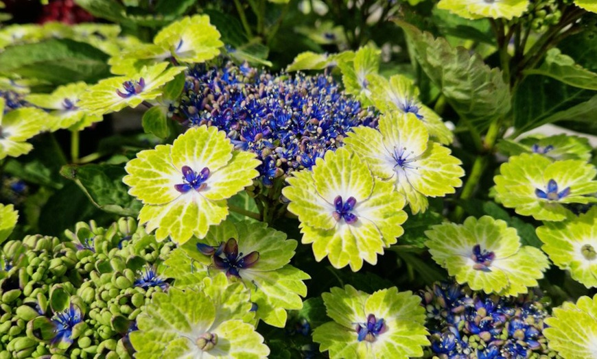 Image 6: Hydrangea Tellar Green Dream Plants