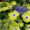 Image 6: Hydrangea Tellar Green Dream Plants