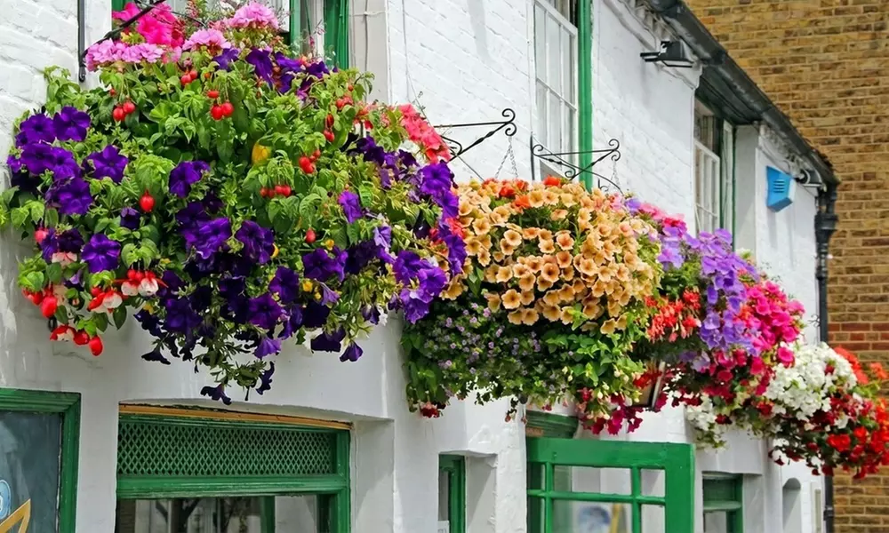 Pack of 24 or 48 Hanging Basket Plant Collection