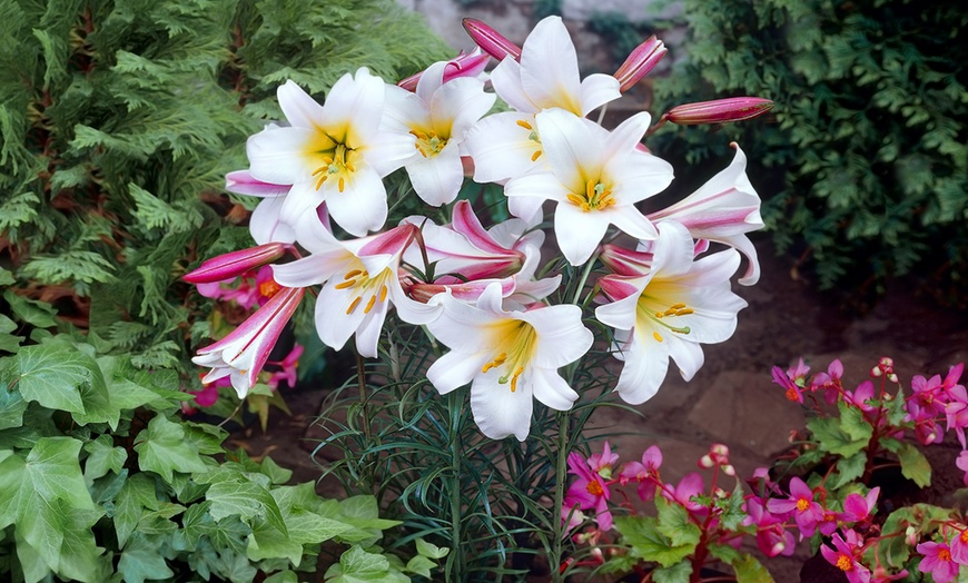 Image 1: Lilium Regale Bulbs