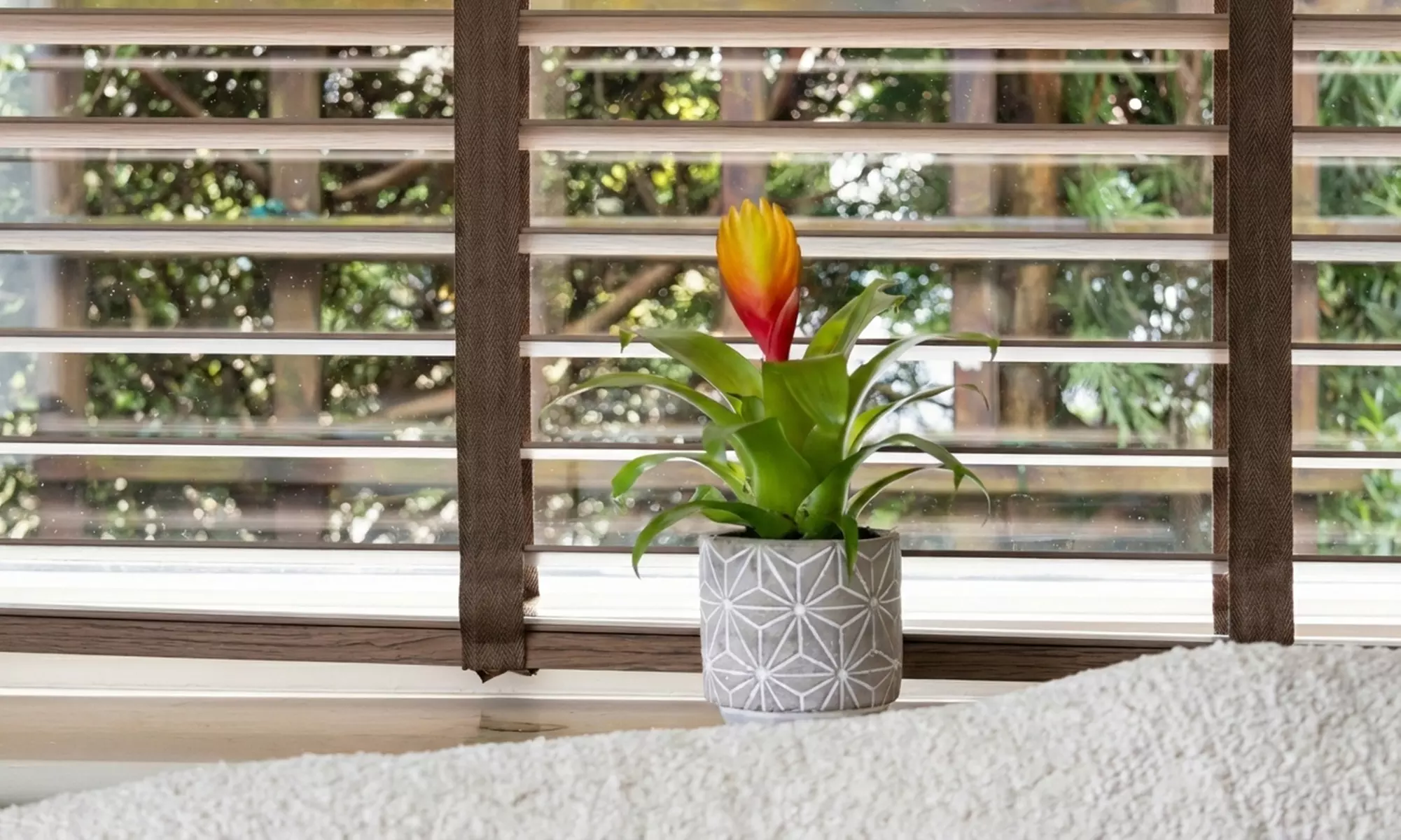 Plante d’intérieur exotique et facile d’entretien Vriesea 'Dorado' en pot plastique - Image 7