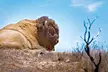 Guided 2-Hours Tour: Canyons, Scenic Coastlines & Wildlife at Catalina Island for One Child, Adult, or Senior  - Second Medium