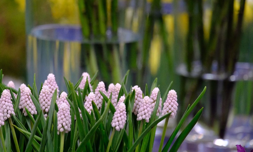 Image 4: Muscari Grape Hyacinth - Pink, Blue and White Spring Bulbs