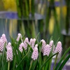 Image 4: Muscari Grape Hyacinth - Pink, Blue and White Spring Bulbs