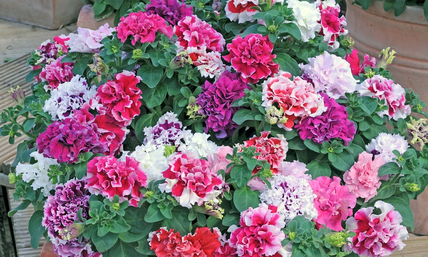 Image 19: Pack of 15 Garden Ready Mixed Variety Petunia Plants