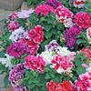 Image 19: Pack of 15 Garden Ready Mixed Variety Petunia Plants