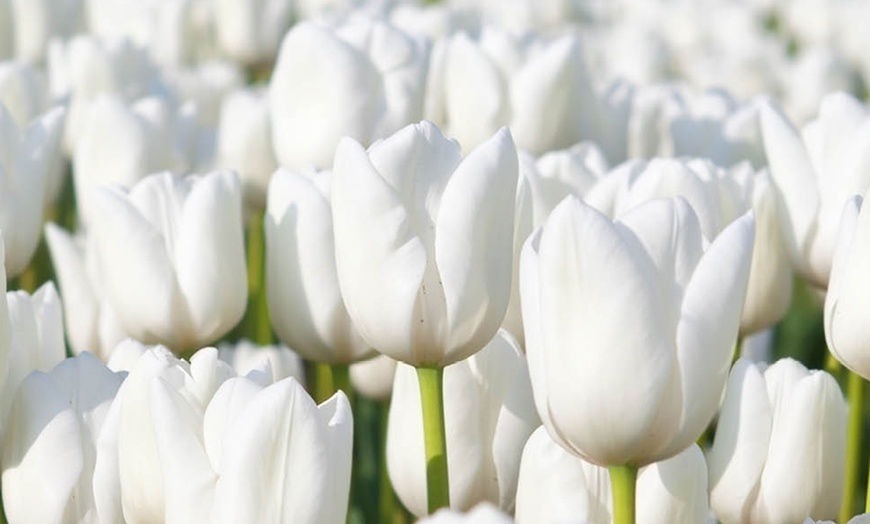 Image 1: 15 or 30 Tulip 'Triumph White' Spring Flowering Bulbs