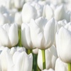 Image 1: 15 or 30 Tulip 'Triumph White' Spring Flowering Bulbs