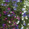 Image 2: Lobelia Ultra Cascade Mix - 12, 36 or 72 Plug Plants