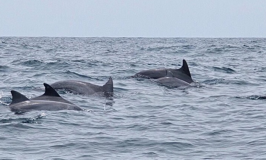 Image 5: 120-Min Noosa Whale / Dolphin Watching Experience for 1 Adult or Child