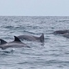 Image 5: 120-Min Noosa Whale / Dolphin Watching Experience for 1 Adult or Child