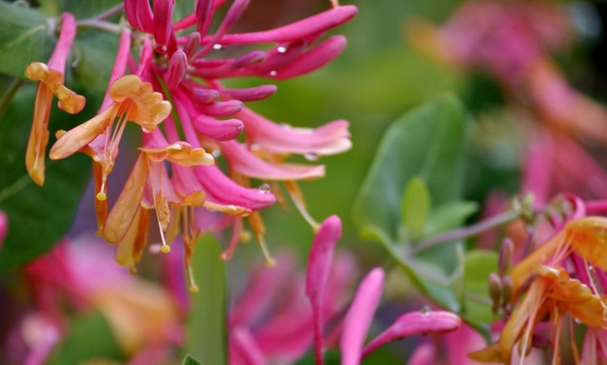 Image 7: Potted Fragrant Honeysuckle Plants – Trio of Varieties