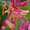 Image 7: Potted Fragrant Honeysuckle Plants – Trio of Varieties